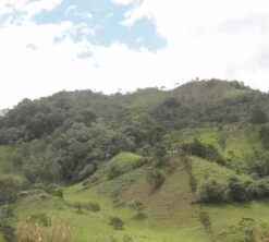 4x250g Café En Grain Bio La Esperanza - Cafés Lugat -Boutique De Café cafe grains esperanza colombie 5